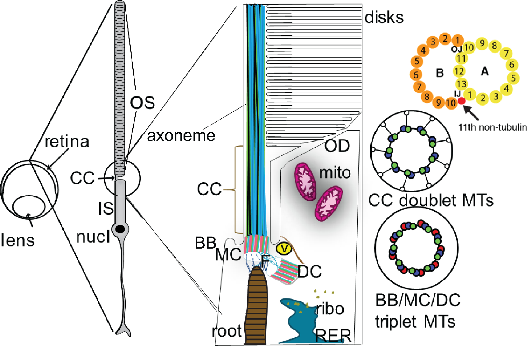 Fig. 1.