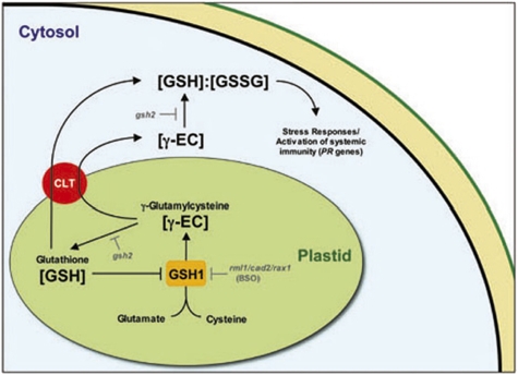 Fig. 7.