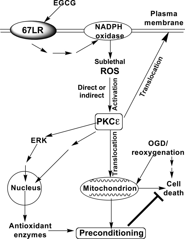 FIGURE 9.