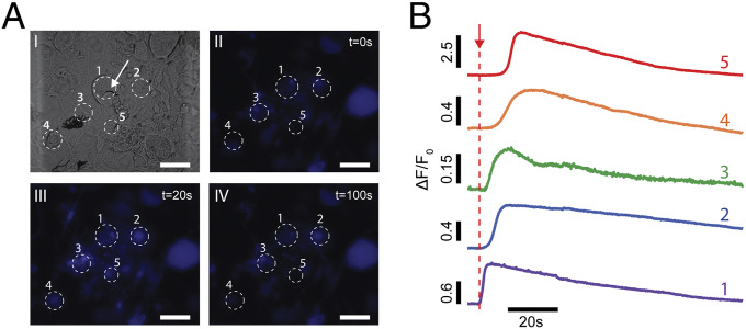 Fig. 7.