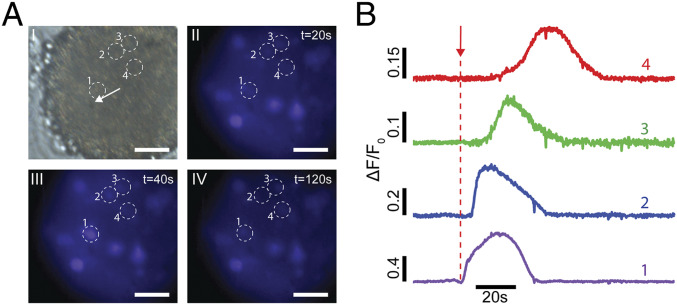 Fig. 8.