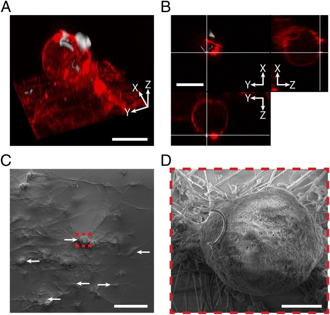 Fig. 3.