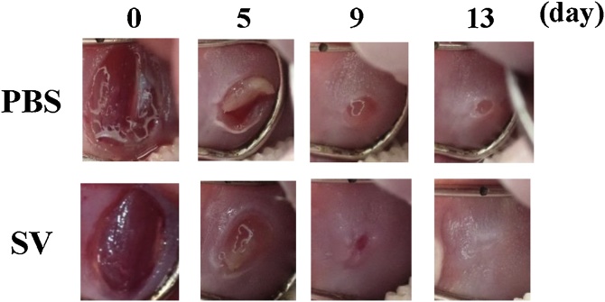 Fig. 2