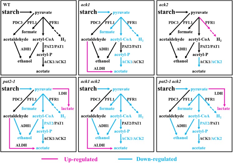 Figure 11.