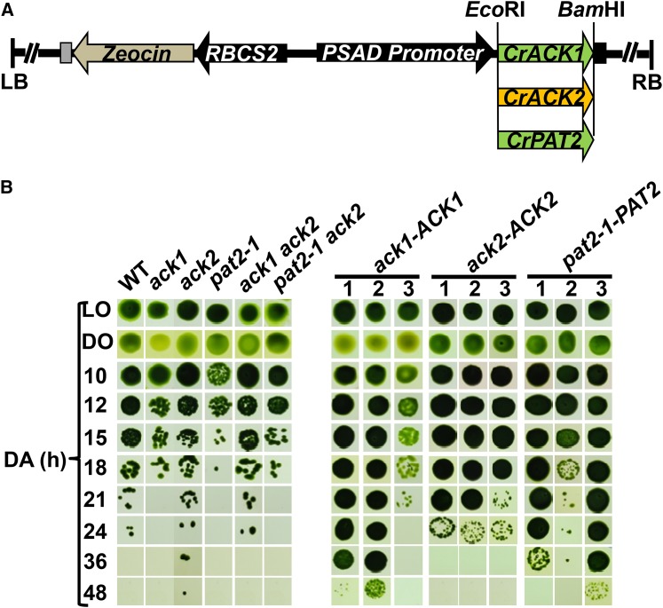 Figure 5.