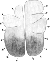 Fig. 9