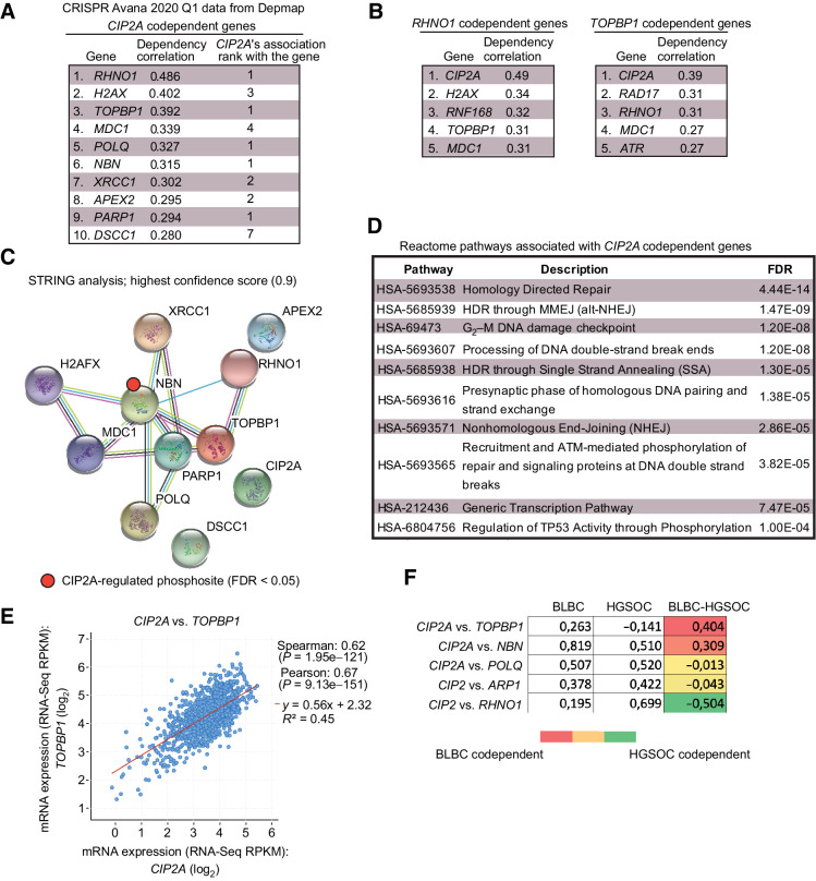 Figure 3. Codependence analysis reveals functional association of CIP2A with critical DNA damage response proteins. A, Top 10 codependencies with CIP2A across 739 cell lines genome-wide from CRISPR Avana screen. CIP2A's own codependency rank for the top 10 genes is also listed. Data extracted from DepMap portal (Avana 2020Q1). B, Genome-widely, CIP2A is the closest functional homolog to RHNO1 and TOPBP1. C, STRING functional protein association network analysis of CIP2A codependent proteins from A. By using the highest data confidence score (0.9), except for APEX2, DSCC1, and CIP2A, the other proteins form a highly connected protein network. NBN phosphorylation indicated by red dot was found to be regulated by CIP2A based on ref. 37. D, Top 10 Reactome pathways associated with genes from A. E, Correlation between CIP2A and TOPBP1 mRNA expression across 1,156 cell lines from Cancer Cell Line Encyclopedia. F, Pair-wise correlation of dependence of either BLBC or HGSOC cell lines of the indicated genes from DepMap portal (Avana 2020Q1). The values for BLBC and HGSOC indicate correlation (max. 1) in dependence of the cells for the genes in the gene pair; the higher number indicates higher similarity in the dependence. The color-coded numbers indicate the difference in the codependence between BLBC and HGSOC cells for the indicated gene pair.