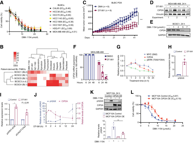 Figure 6. CIP2A targeting by SMAPs as potential BLBC therapy. A, SMAP (DBK-1154) sensitivity profiles of eight BL-TNBC cell lines. Cell viabilities were measured using CellTiterGlo Luminescence Assay after 24 hours of drug treatment. EC50 values are listed in parentheses. B, Screening of patient-derived BLBC stem cell like cells for chemotherapy and SMAP responses. Heatmap indicates the drug sensitivity scores (DSS) of these cells across standard chemotherapeutics and three SMAPs (DBK-1154, DT-061, NZ-1160). Higher DSS value indicates higher sensitivity. C, Tumor growth of an orthotopic PDX model of basal triple-negative breast cancer treated with DMA or 5mpk BID SMAP DT-061 for 43 days. Respective quantifications are represented as mean ± SD. D and E, CIP2A Western blots from MDA-MB-468 (D) and patient-derived stem cell-like cells BCSC1 (E) on treatment with indicated SMAPs for 24 hours. DT-061 and DBK-1154 concentration, 20 μmol/L. F, Kinetics of CIP2A mRNA expression from MDA-MB-468 cells after treatment with 20 μmol/L of DT-061. n = 3 expressed as mean ± SD. G, Kinetics of pT202/Y204-ERK, CIP2A, and pS62-MYC from the MDA-MB-468 cell line treated with SMAP DT-061 (20 μmol/L) for indicated time points. Representative Western blot data shown in Supplementary Fig. S8H. n = 3 expressed as mean ± SD. H, Quantification of Western blots of the MDA-MB-468 cell line treated with 20 μmol/L SMAP DT-061 for 24 hours and probed for γH2AX, represented as mean ± SD from n = 3 replicates normalized to the untreated controls. I, Quantification of Western blots from the MDA-MB-468 cell line treated with 20 μmol/L of DT-061 for 24 hours, displayed in Supplementary Fig. S9A. Data expressed as mean ± SD from n = 3 replicates normalized to the untreated controls. J, Time course of CIP2A and γH2AX protein expression in MDA-MB-468 treated with DT-061 (20 μmol/L) for indicated time periods. Western blot data are shown in Supplementary Figs. S8F and S9B. K, CIP2A overexpression in the MCF10A cell line rescues the SMAP-elicited γH2AX activation. Western blots of parental and CIP2A OE MCF10A cells treated with SMAP DBK-1154 for 24 hours and probed for γH2AX. GAPDH is used as loading control; γΗ2AX quantifications from n = 4 replicates displayed below. L, Dose–response curve of control and CIP2A OE stable cell line (CIP2A OE) MCF10A cells on treatment with concentration series of DBK-1154 for 24 hours. IC50 values are indicated in parenthesis. A–L, P values calculated using the unpaired t test, *, P < 0.05; **, P < 0.01; ***, P < 0.001.