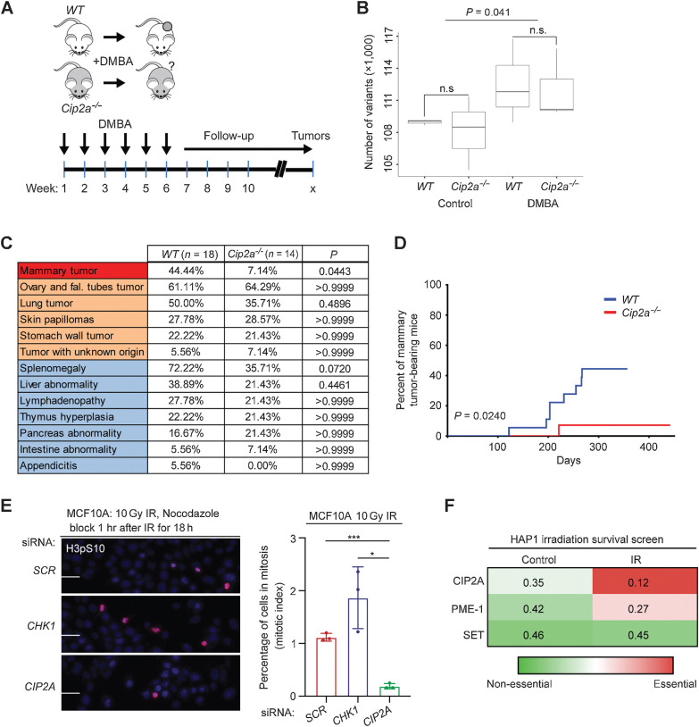 Figure 1. Cip2a knockout mice are selectively resistant to DMBA-induced mammary tumorigenesis. A, DMBA was orally administered to WT and Cip2a−/− mice once a week for 6 consecutive weeks, after which, mice were monitored for signs of spontaneous tumor formation. B, Number of genetic variants in exons of the expressed genes in nontreated (control) and DMBA-treated WT (n = 3) and Cip2a−/− (n = 3) mouse mammary glands. P value by the Wilcoxon test. C, Incidences of tumor formation in different tissues in sacrificed DMBA-administered WT (n = 18) and Cip2a−/− (n = 14) mice. P values between WT and Cip2a−/− groups calculated by the Fisher exact test. D, Incidence of mammary tumors in WT (n = 18) and Cip2a−/− (n = 14) mice after starting administration of DMBA. P value by the log-rank test. E, Mitotic index analysis of MCF10A cells transfected with the indicated siRNAs. Cells were treated with 10 Gy radiation dose and nocodazole (100 ng/mL) block 1 hour after IR for 18 hours. Mitotic cells were stained using phosphohistone H3 at Ser10. Scale bar, 100 μm. Bar graph shows the percentage of H3pS10-positive nuclei from three replicates, expressed as mean ± SD. Statistical analyses were conducted using unpaired t test for unequal variances. *, P < 0.05; ***, P < 0.001. F, Heat map of fraction of gene-trap insertions in the sense orientation compared with the total (sense and antisense) insertions in untreated HAP1 cells and HAP1 cells treated with successive low doses of IR (5 × 1 Gy). Color coding indicates essentiality of the indicated PP2A inhibitor protein for cell survival. n.s., nonsignificant.