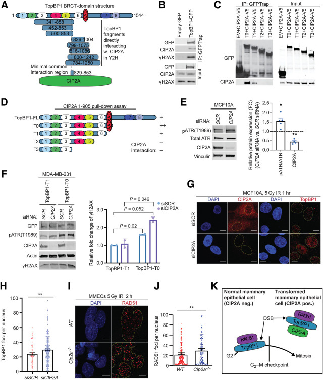 Figure 4. CIP2A is an interacting partner of TopBP1 and promotes mitotic progression of DNA damaged cells. A, Schematic presentation of breast cancer cell line cDNA fragments coding for TopBP1 domains that interact with full length CIP2A in a yeast two-hybrid assay. Numbers in the TopBP1 drawing refer to BRCT domains 1–8. AAD, ATR activation domain. Analysis of the minimal common overlapping region between the TopBP1 fragments interacting with CIP2A reveal the TopBP1 aa. 829–853 as a candidate CIP2A interaction domain. B, Coimmunoprecipitation of endogenous CIP2A and γH2AX in HEK293 cells transiently overexpressing GFP or full-length TopBP1-GFP as indicated. Input 5% of total IP. C, Coimmunoprecipitation of CIP2A in HEK293 cells transiently overexpressing V5-tagged CIP2A and GFP-tagged empty vector (EV) or TopBP1 truncated mutants T0, T1, T2, T3 as indicated in D. Input 5% of total IP. D, Schematic representation of TopBP1 mutants used in B and C. Relative interaction efficiencies are estimated from the experiment, where all indicated mutants were included. E, Immortalized MCF10A cells transfected with nontargeting (SCR) or CIP2A siRNAs for 48 hours. Immunoblot of whole-cell extracts probed for pATR, total ATR, and CIP2A. Vinculin was used as a loading control. Relative quantifications of pATR/ATR and CIP2A plotted as mean± SD from five replicates. F, MDA-MB-231 cells transfected with nontargeting (SCR) and CIP2A targeting siRNAs for 72 hours and overexpressing TopBP1 mutants T0 and T1 as indicated for 48 hours. Immunoblot of whole-cell extracts probed for pATR, γH2AX, and CIP2A. Actin was used as a loading control. Relative quantifications of γH2AX plotted as mean± SD from two replicates. G, IR-induced TopBP1 foci formation in MCF10A cells transfected with SCR or CIP2A siRNA as indicated for 48 hours. Cells were treated with 5 Gy radiation for 1 hour and stained for CIP2A or TopBP1. H, Quantifications of the nuclear foci from G expressed as mean ± SD from representative experiment of three experiments with similar results I, IR-induced RAD51 foci formation in mouse mammary epithelial cells (MMEC) isolated from WT and Cip2a−/− mice cultured in vitro for 48 hours, treated with 5 Gy radiation for 2 hours. J, Quantifications of the foci expressed as mean ± SD of representative experiment. G–J, Images were taken at ×63 on 3i spinning disk confocal and at least 150 cells quantified per each condition using speckle counter pipeline on CellProfiler; scale bar, 10 μm. E–J, All statistical analyses were conducted with the Welch Student t test for unequal variances; *, P < 0.05; **, P < 0.01. K, Schematic presentation of the role of CIP2A in directly inhibiting TopBP1/RAD51-elicited G2–M checkpoint activation in nontransformed mammary epithelial cells.