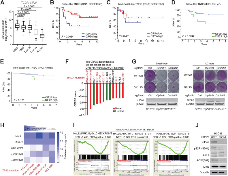 Figure 5. CIP2A is essential for survival of TP53/BRCA-mutant BLBC cells and drives proliferative signaling. A, Expression of CIP2A mRNA in indicated molecular breast cancer subtypes. Data derived from TCGA. P values by the unpaired t test. B, Disease-free survival of CIP2A high (n = 15) and CIP2A low (n = 45) expressing basal-like patients with TNBC in GSE21653 cohort. C, Disease-free survival of CIP2A high (n = 45) and CIP2A low (n = 132) expressing non-basal-like (HER2+, luminal A, luminal B, and normal-like) patients with breast cancer in GSE21653 cohort. D, Overall survival of CIP2A high (n = 12) and CIP2A low (n = 51) basal-like patients with TNBC in FinHer cohort. E, Overall survival of CIP2A high (n = 17) and CIP2A low (n = 47) non-basal like TNBC patients based IHC analysis from FinHer cohort. B–E, P values calculated by the log-rank test. F, CIP2A dependence of breast cancer cell lines with CERES score < −0.4 from DepMap portal (Avana 2020Q1). Lower CERES scores indicate that the cell line is more dependent on CIP2A. Color coding indicates the breast cancer subtype of the cell line based on PAM50 classification. G, Colony growth assays conducted on mammary tumor cell lines isolated from basal-type (KB1P#1 and KB1P#2: Brca1 and Trp53 mutant) and invasive lobular carcinoma (ILC)-type (KEP#1 and KEP#2: E-cadherin and Trp53 mutant) mouse models; Cip2a was knocked out using CRISPR/Cas9 using two unique gRNAs. Western blots from the same samples probed for CIP2A below. Shown are representative images of at least two independent biological repeats for each cell line. H, Summary of CIP2A dependence on colony growth of indicated TP53-mutant TNBC cell lines transfected with Mock, nontargeting siRNA (siSCR), or three unique CIP2A-targeting siRNAs (siCIP2A #1, #2, #3). Colony areas were quantified and normalized to siSCR. I, Gene set enrichment analysis (GSEA) conducted on differentially expressed genes obtained from RNA-seq of HCC38 cells depleted with three unique CIP2A siRNAs. J, HCC38 cells transfected with SCR or CIP2A siRNAs for 72 hours and immunoblotted for indicated protein.