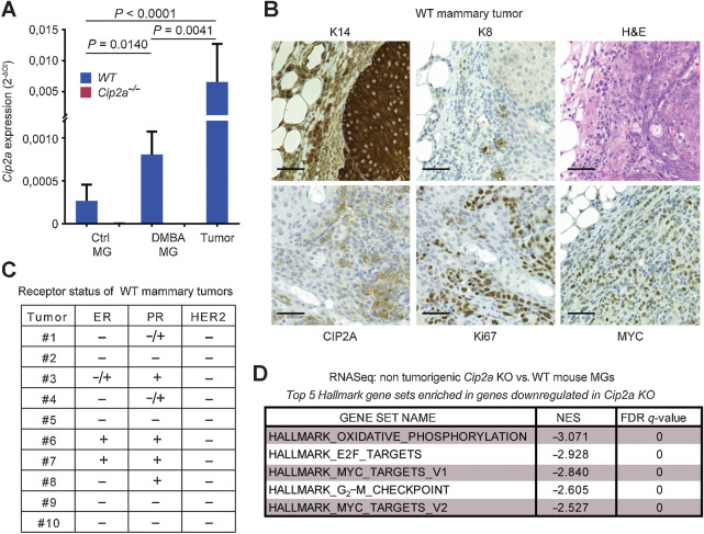 Figure 2. Cip2a drives initiation of mouse BLBC-like tumors. A, qRT-PCR analysis of Cip2a mRNA expression normalized to Actb and Gapdh from WT and Cip2a−/− nontreated (Ctrl) and DMBA-administered mouse nontumorigenic mammary glands (MG), and from WT DMBA-induced mammary tumors. Shown is mean ± SD of 10 WT and 9 Cip2a−/− nontreated mammary glands (Ctrl MG), 3 WT, and 3 Cip2a−/− mammary glands from DMBA-administered mice, and 16 mammary tumors. P values calculated by the Mann–Whitney test. B, Representative images of immunohistochemical staining of keratin-14 (K14), keratin-8 (K8), CIP2A, Ki67 and MYC proteins and hematoxylin and eosin (H&E) from DMBA-induced mammary tumors from WT mice. Scale bar, 50 μm. C, Semiquantitative analysis of receptor status from 10 WT tumors. D, Top five enriched hallmark gene sets based on differentially regulated genes in nontumorigenic Cip2a KO mouse mammary glands treated with six doses of DMBA.