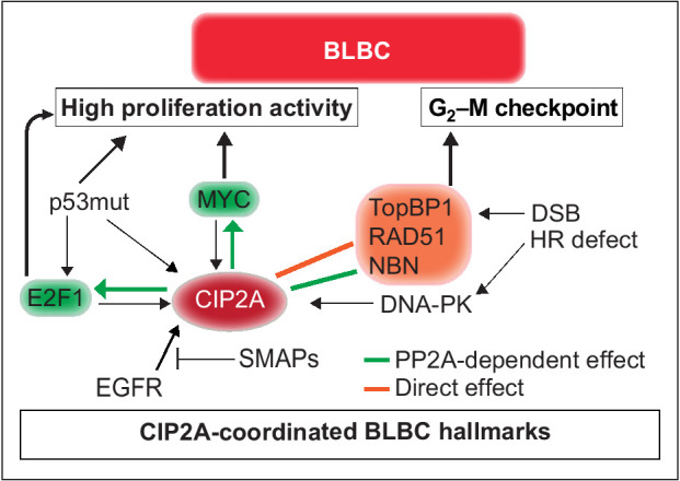 Figure 7. Schematic presentation of the role for CIP2A in coordinating BLBC molecular hallmarks. The capacity of CIP2A to coordinately regulate G2–M checkpoint, and proliferative signaling by MYC and E2F1, provides a molecular basis for its role as BLBC driver. Black arrows indicate known mechanisms implicated in BLBC that either regulate CIP2A expression and/or promote BLBC progression. Green arrows indicate PP2A inhibition-dependent mechanisms by which CIP2A increase proliferation capacity of BLBC cells. The PP2A dependence of these mechanisms has been demonstrated previously (19, 35). The orange block arrow indicates direct binding of CIP2A to TopBP1 and inhibition of TopBP1-mediated checkpoint activity in response to DSB in premaligant mammary epithelial cells. Green block arrow indicates potential PP2A-dependent regulation of NBN phosphorylation. Collectively, CIP2A both respond to hallmarks of BLBCs (p53 inhibition, EGFR activity, and HR defects) and coordinately control the essential functional hallmarks, G2–M checkpoint and high proliferation activity. The relationship between CIP2A and BLBC hallmarks is also a plausible explanation for the selective role for CIP2A in BLBC as compared with other cancer types.