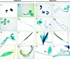 Figure 7