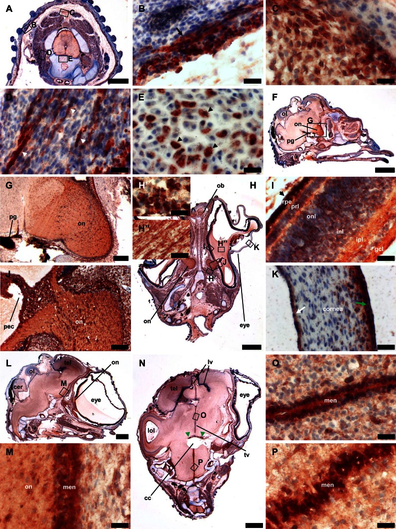 Fig. 6