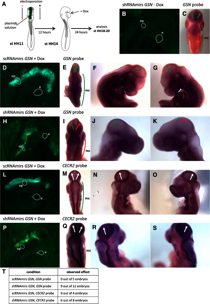 Fig. 7