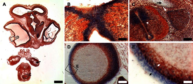 Fig. 5