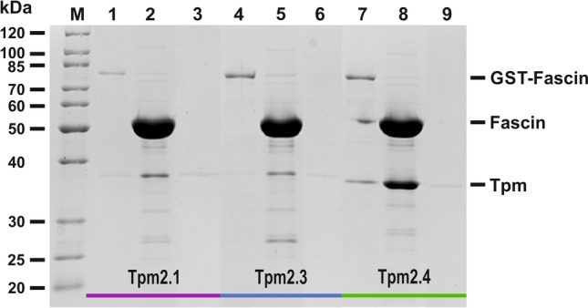 Fig. 6