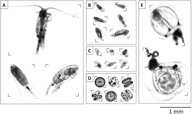 Fig 1