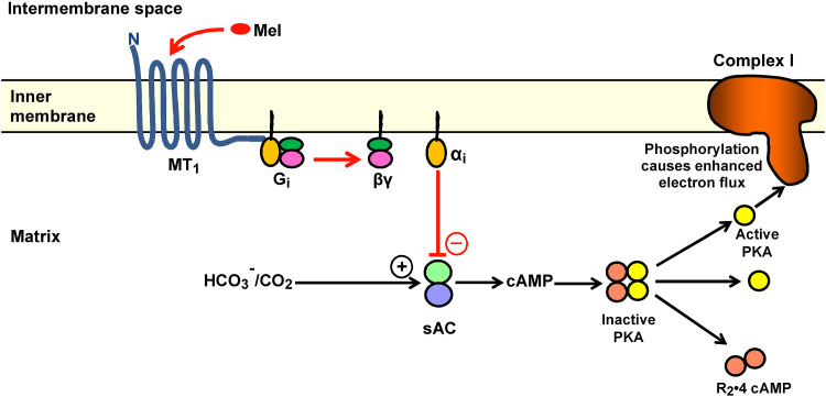 Fig. 2