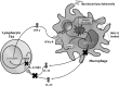 <b>FIG. 4.</b>