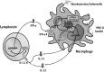 <b>FIG. 1.</b>