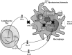 <b>FIG. 3.</b>