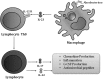 <b>FIG. 2.</b>