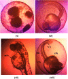Fig. 8