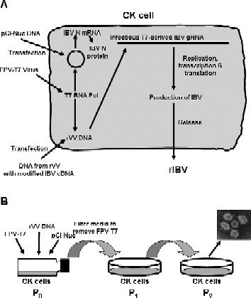 Fig. 4.