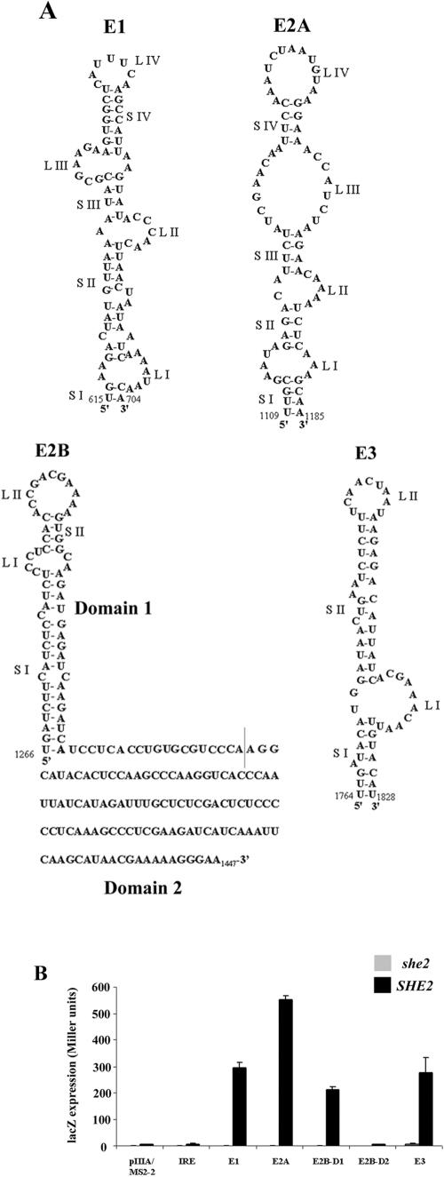 FIG.1.