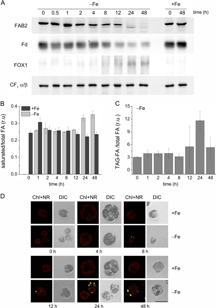 FIGURE 3.