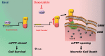 Graphical Abstract