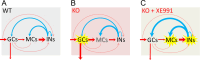 Figure 8—figure supplement 3.