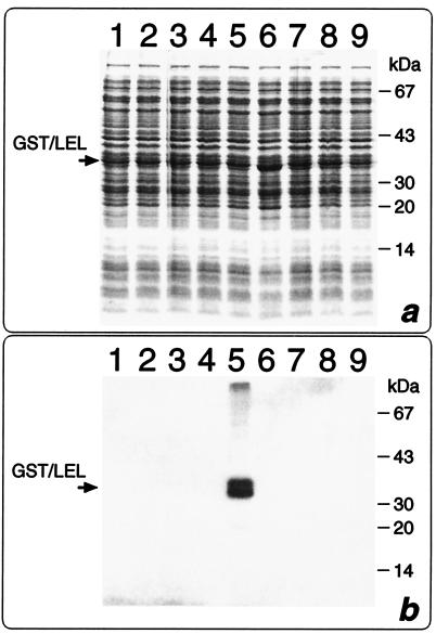 FIG. 6