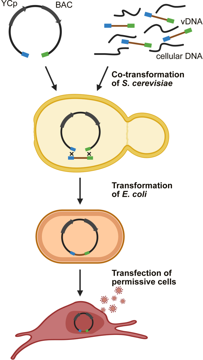 Figure 1