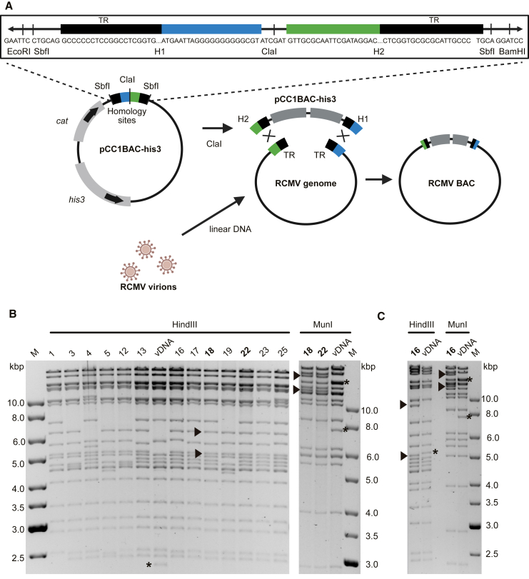 Figure 2