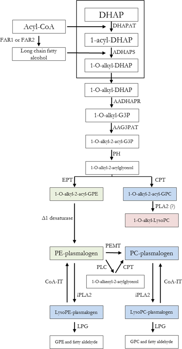 Fig. 8