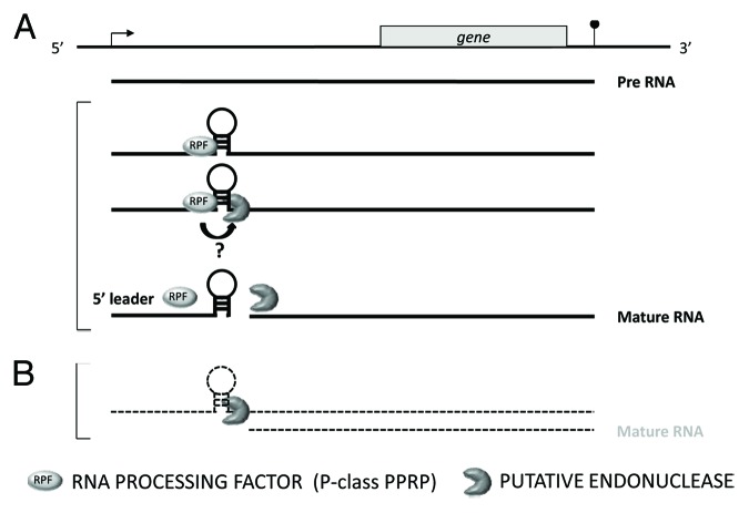 graphic file with name rna-10-1511-g4.jpg