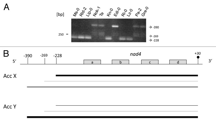 graphic file with name rna-10-1511-g2.jpg