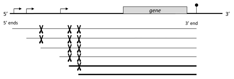 graphic file with name rna-10-1511-g1.jpg