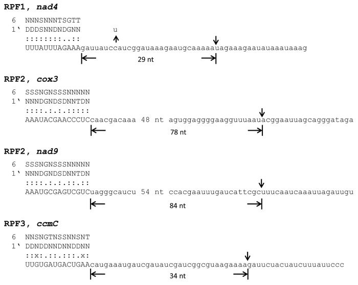 graphic file with name rna-10-1511-g3.jpg