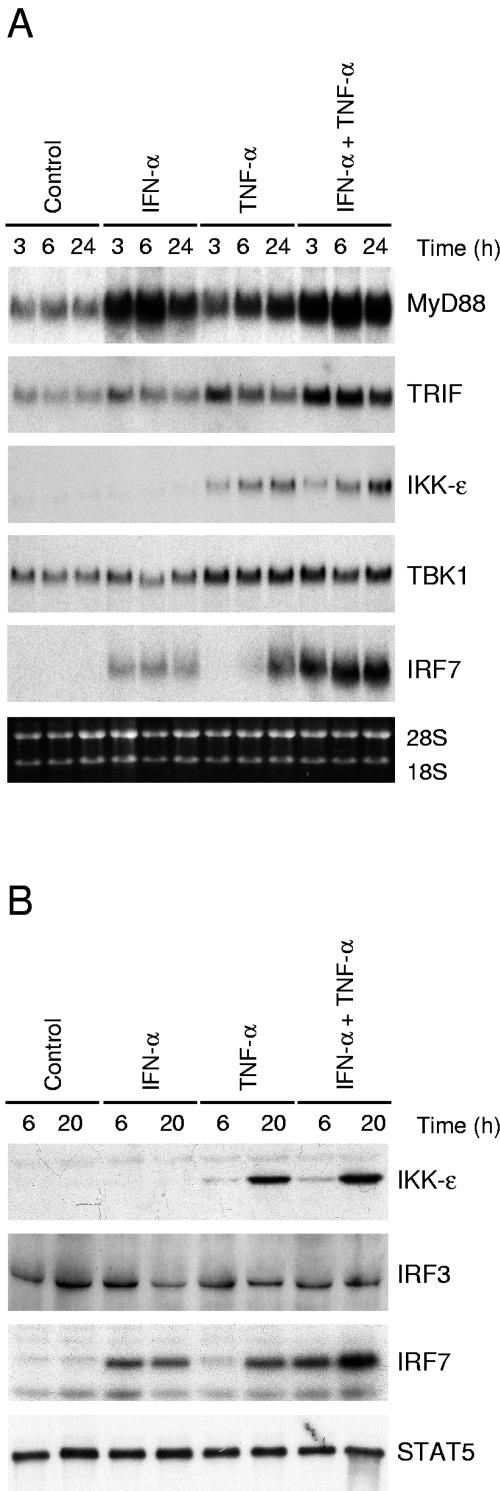 FIG. 5.