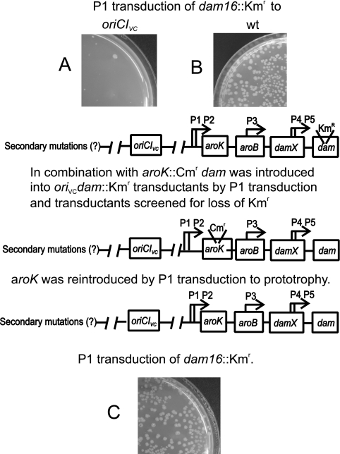 FIG. 7.