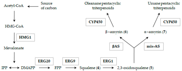 Scheme 1