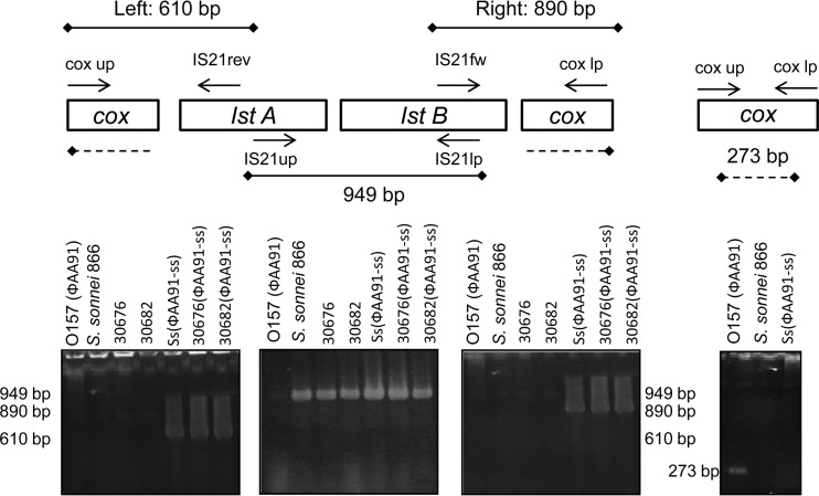 Fig 4