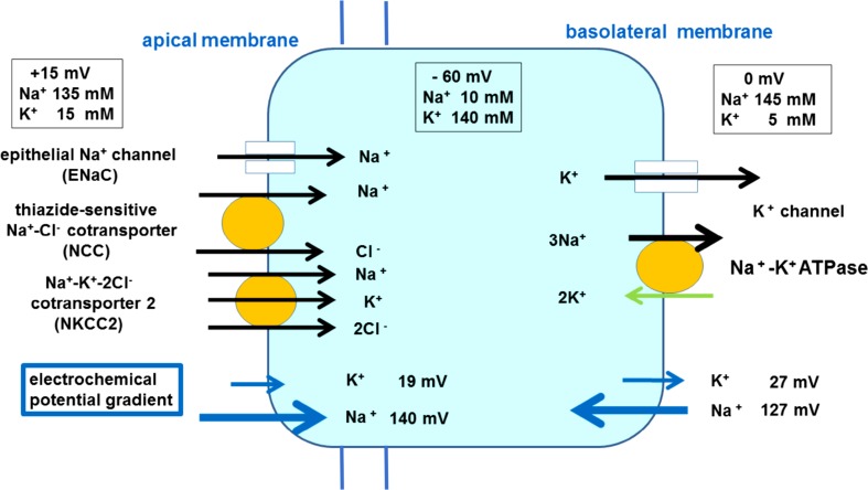 Fig. 1