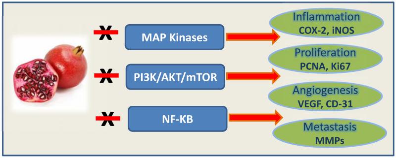 Fig. (2)