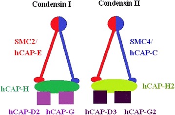 Fig. 1