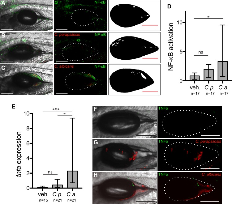 FIG 3